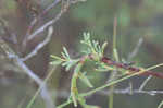 Southern jointweed